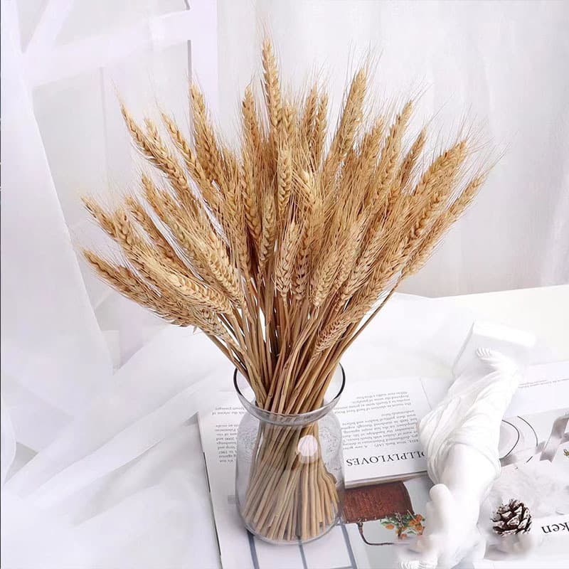 Wheat Dried Flowers Factory Yunnan Wholesale Grand Opening Barley Home DIY Decoration Cross-Border Bouquet Holiday Gift