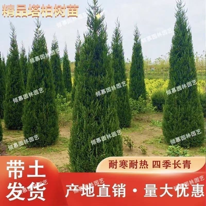 Cypress seedlings, arborvitae seedlings, pine seedlings, tower cypress seedlings, dragon cypress seedlings, plant festival, tower pine, round cypress, tower cypress landscaping trees