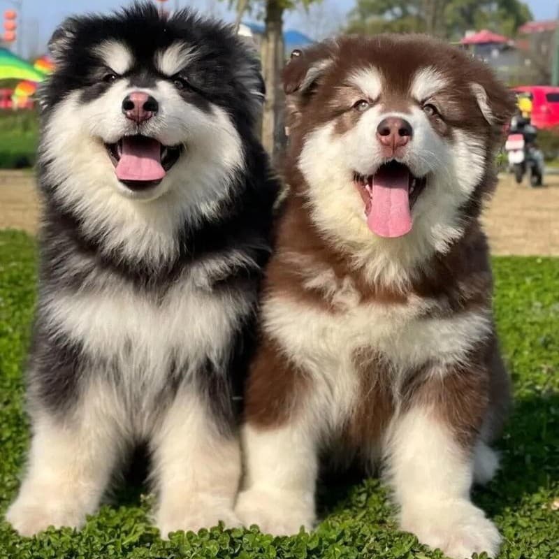 Purebred Alaskan Malamute Puppy Long Hair Super Giant Large Frame Husky Gray Peach Sled Dog Live Pet Dog