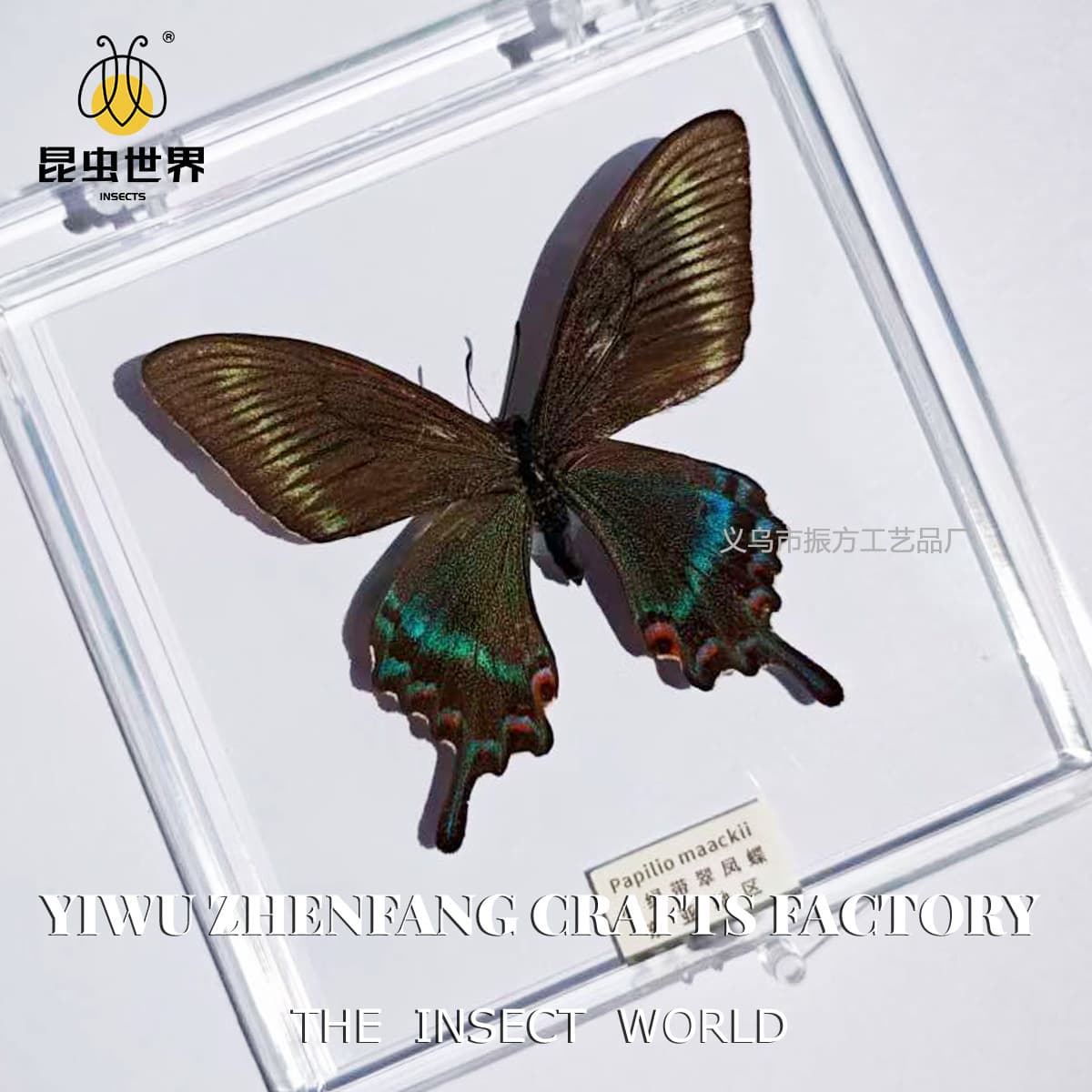 Zhenfang Craft Real Insect Specimen Transparent Box Butterfly Spread Wings Gift for Women Children Holiday Collection Decoration