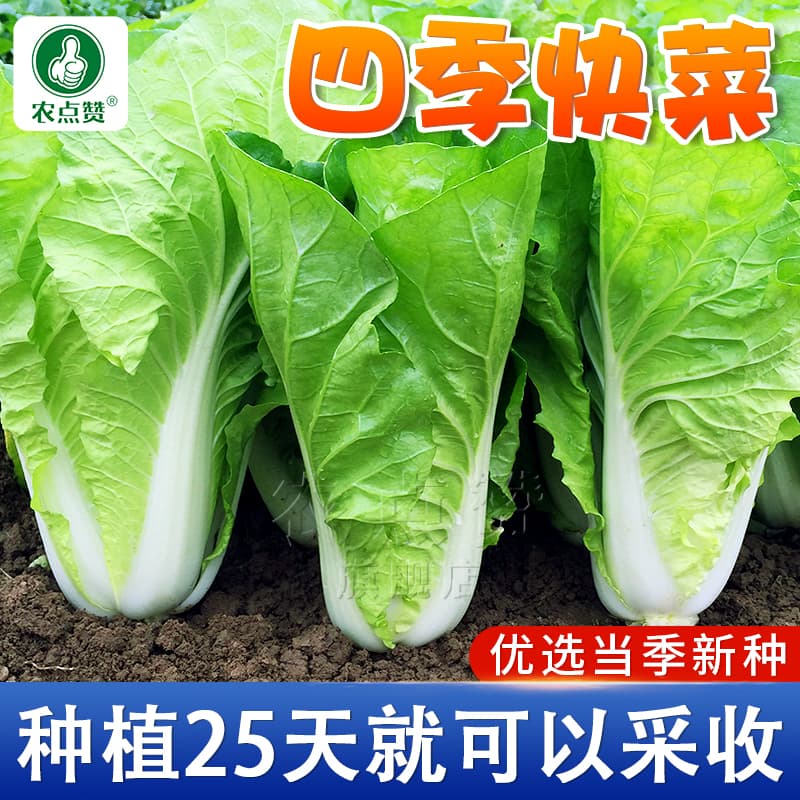 Four Seasons Creamy Quick Cabbage Seeds, Baby Bok Choy Seeds, Fast-Growing Vegetable Seeds, Complete Vegetable Seed Collection