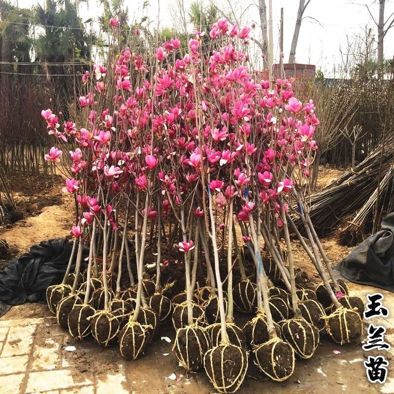 Magnolia Tree Saplings for Courtyard Villa Landscaping - Red Magnolia, White Magnolia, Purple Magnolia Large Landscape Flowers