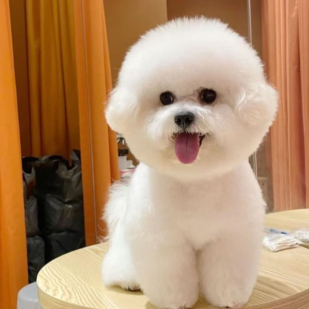 Wholesale Purebred Bichon Frise Puppies Live Bichon Frise Puppies Pet Dogs Bichon Frise Teacup Dog Bichon Frise Small Size Dogs
