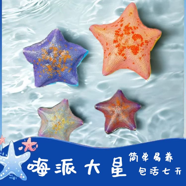 Live Sea Star Pet Small Ornamental Saltwater Landscape Desktop Patrick Star Student Lazy Easy to Keep