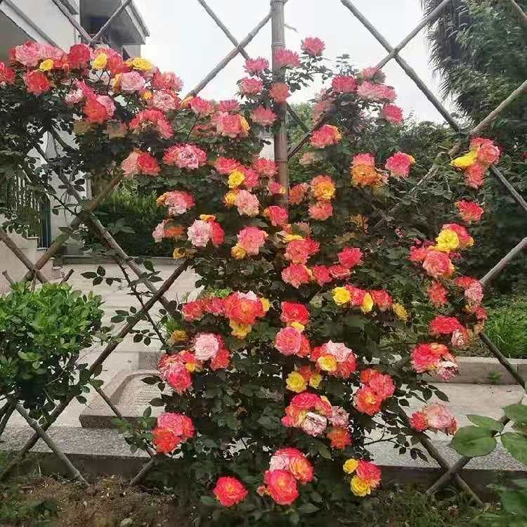 European Climbing Rainbow Rose Multi-Color Cluster Blooming Climbing Courtyard Balcony Potted Garden Arch Plant Heat-Tolerant Greenery