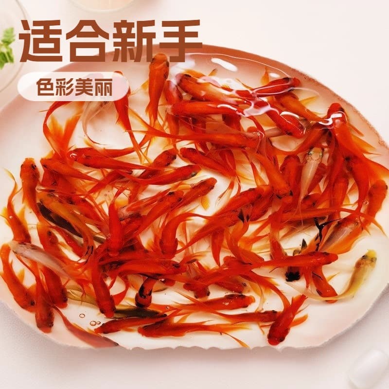 Grass goldfish live fish ornamental fish koi fry freshwater fish cold water fish small live small goldfish aquarium by catty