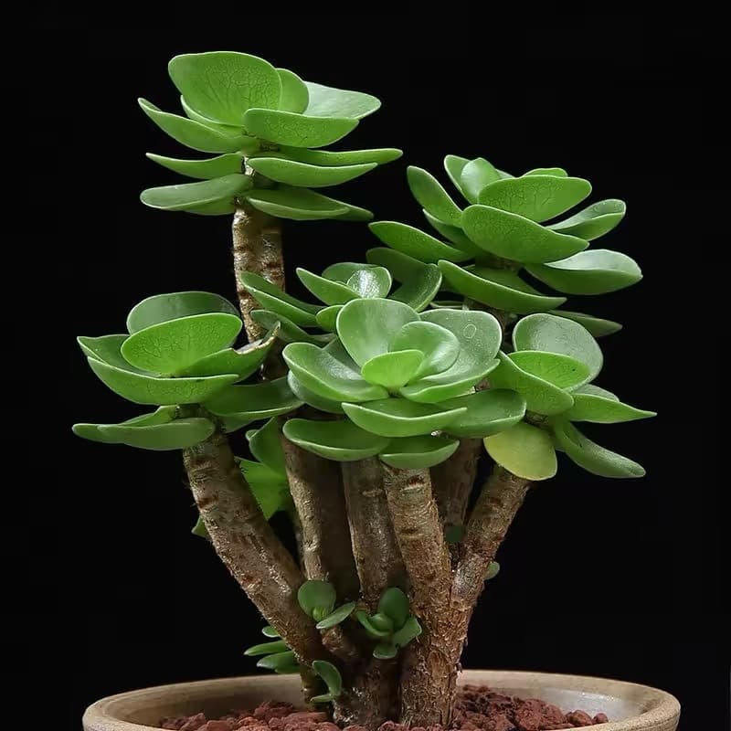 Money tree succulent old stump with pot, very large succulent potted plant, indoor lucky green plant flower