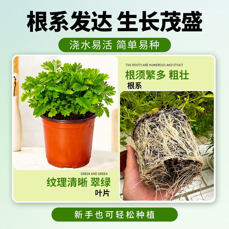 Mimosa Pudica Potted Plant Indoor Fun Flower Four Seasons Shy Plant Balcony Plant School Kindergarten Plant Small Potted Plant
