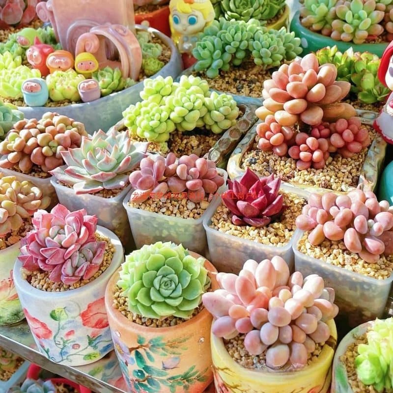 Succulent Plant Nursery Green Small Potted Flowers Indoor Old Stump Cluster Rare Large Easy Care