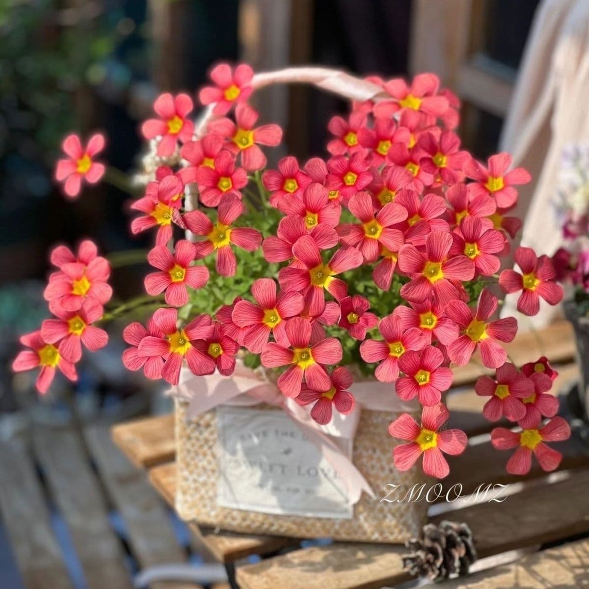 Ob Series of Oxalis Bulbs and Seeds, Perennial Indoor and Outdoor Flowers, Easy to Grow and Maintain, Ornamental Plants, Oxalis