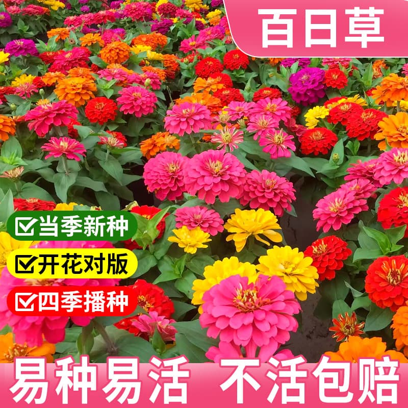 Dwarf Double-Petal Zinnia Seeds for Balcony Potted Plants, Wildflower Mix, Four-Season Sowing, Flower Seed Collection