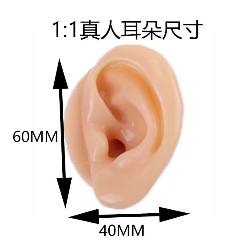 Silicone Ear Model Earring Headphone Display Prop for Student Practice Teaching Demonstration Factory Direct Supply