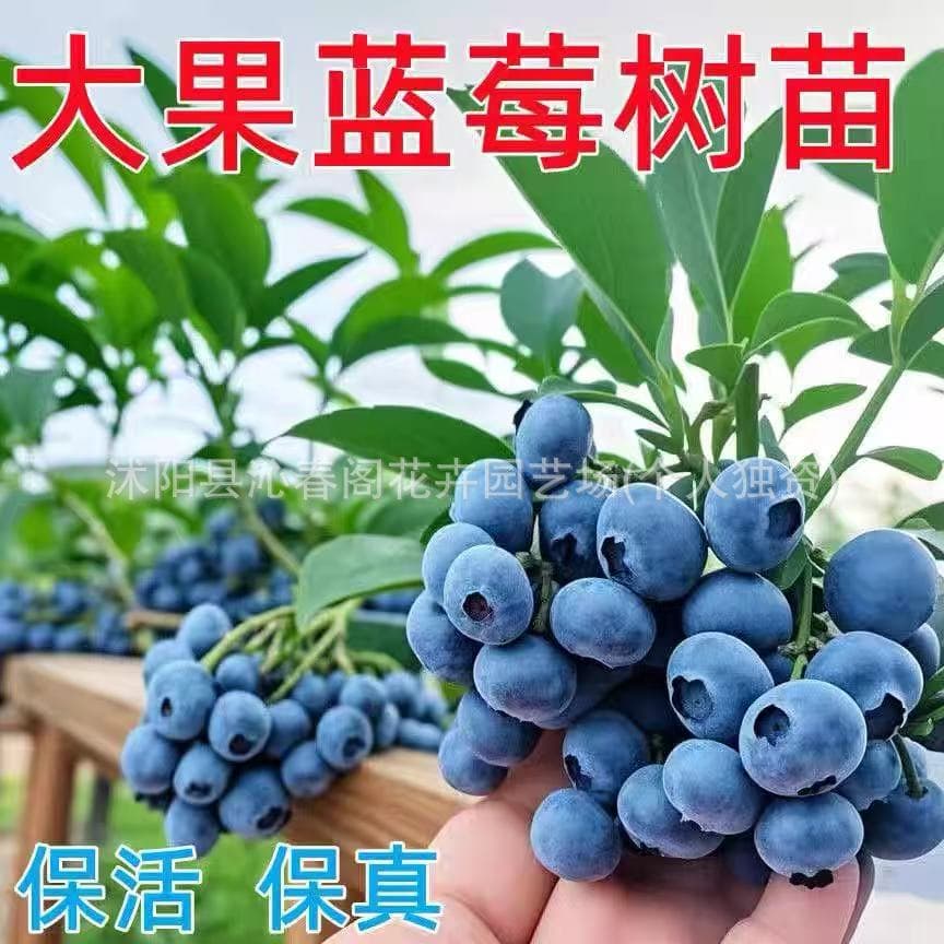 Blueberry Seedling, Potted, Suitable for Four-Season Balcony Fruit Tree Planting in Southern and Northern Regions, Courtyard Fruit Tree Seedlings, Bears Fruit in the Same Year