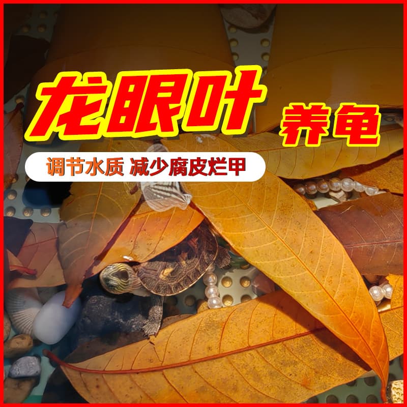 Longan Leaf Turtle Aquarium Master Red No-Cook Prevents Bean Curd Skin Improves Water Quality Turtle Tank Avoid Longan Leaves