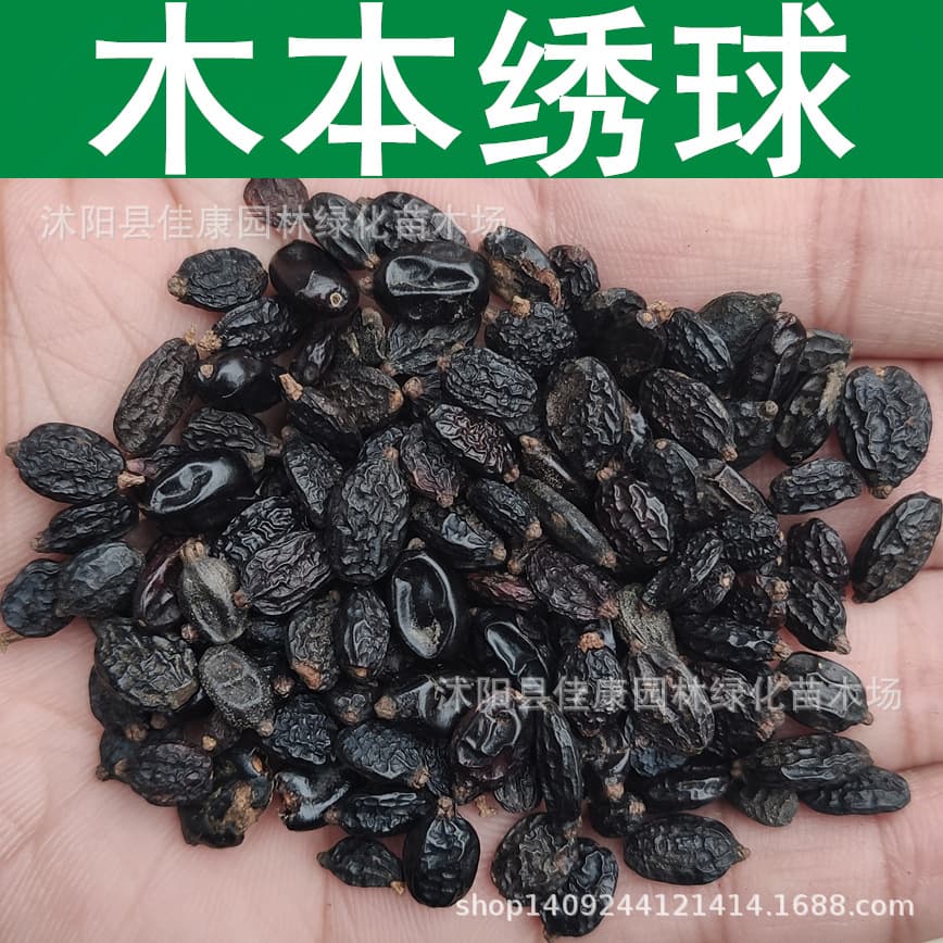 Tree Seeds - Woody Hydrangea Seeds - Qionghua - Wood Hydrangea Seeds - White Hydrangea 1 Piece = 1 Jin