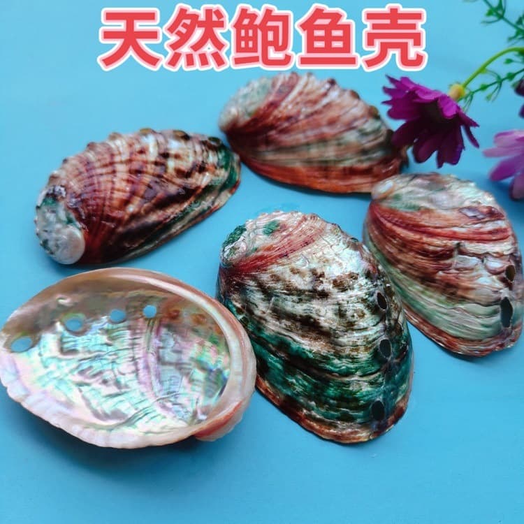 Natural conch, seashell, abalone shell miniature landscape fish tank aquarium landscaping craft ornaments