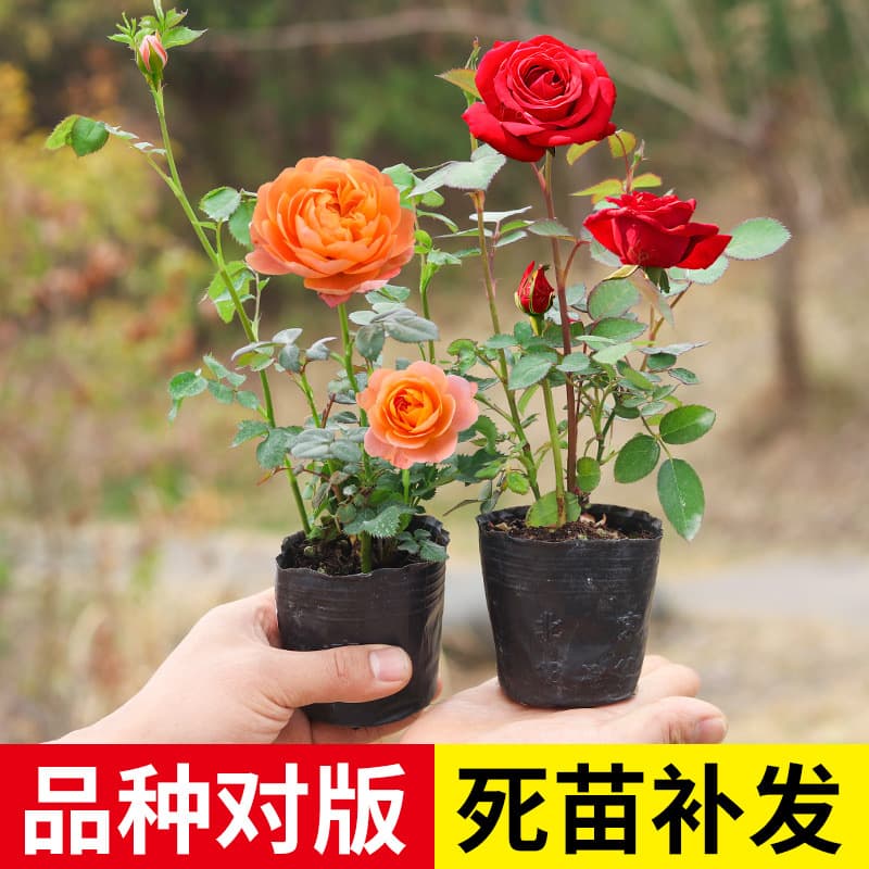 Mini rose seedlings, rose juice balcony, blooms all seasons, easy to grow, climbing vine, green plant, indoor potted