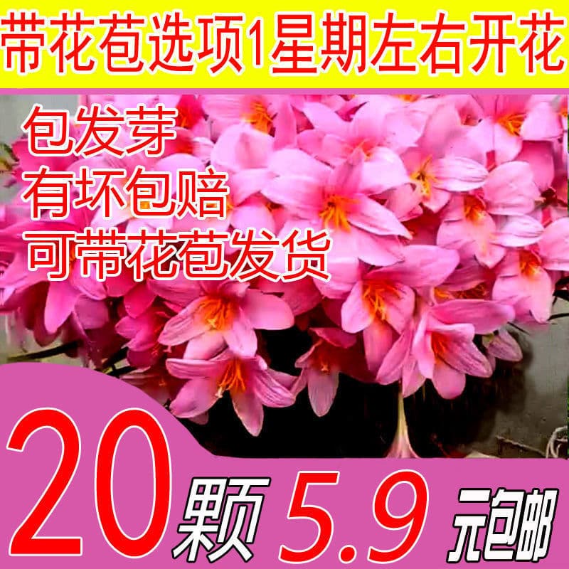 Rain Lily, Zephyranthes, Fairy Lily, Pink Rain Lily, Fat Lili, Potted Plant, Garden, Landscaping, Yunnan, Bulbs