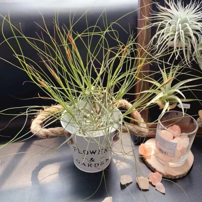 Manufacturer Direct, Base Shipping - Air Plant Soilless Amber Variety, Single Plant 10-15cm