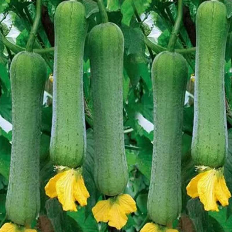 Luffa seedlings, long-fragrant luffa seeds, meaty luffa seeds, high-yield disease-resistant garden vegetable seedlings for spring and autumn