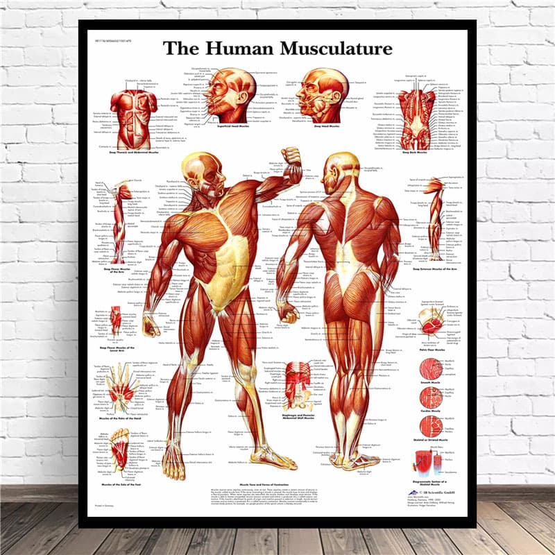 AliExpress Human Anatomy Poster English Version Skeleton Muscles Medical Poster Blood Vessels Skull Science Wall Art