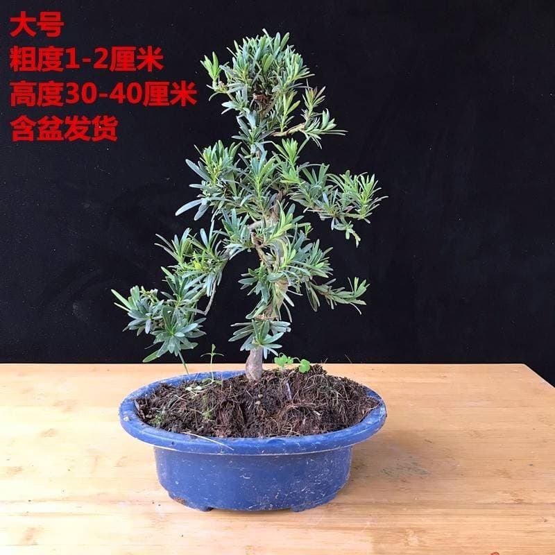 Black pine bonsai real pine bonsai modeling pine sapling welcoming pine bonsai real tree black pine sapling podocarpus