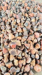 Air-dried Small Lotus Seed Pods, Preserved Small Lotus Seed Pods, Lotus Seed Pod Shell, Dried Flower Shop Photography Dried Flowers and Fruits
