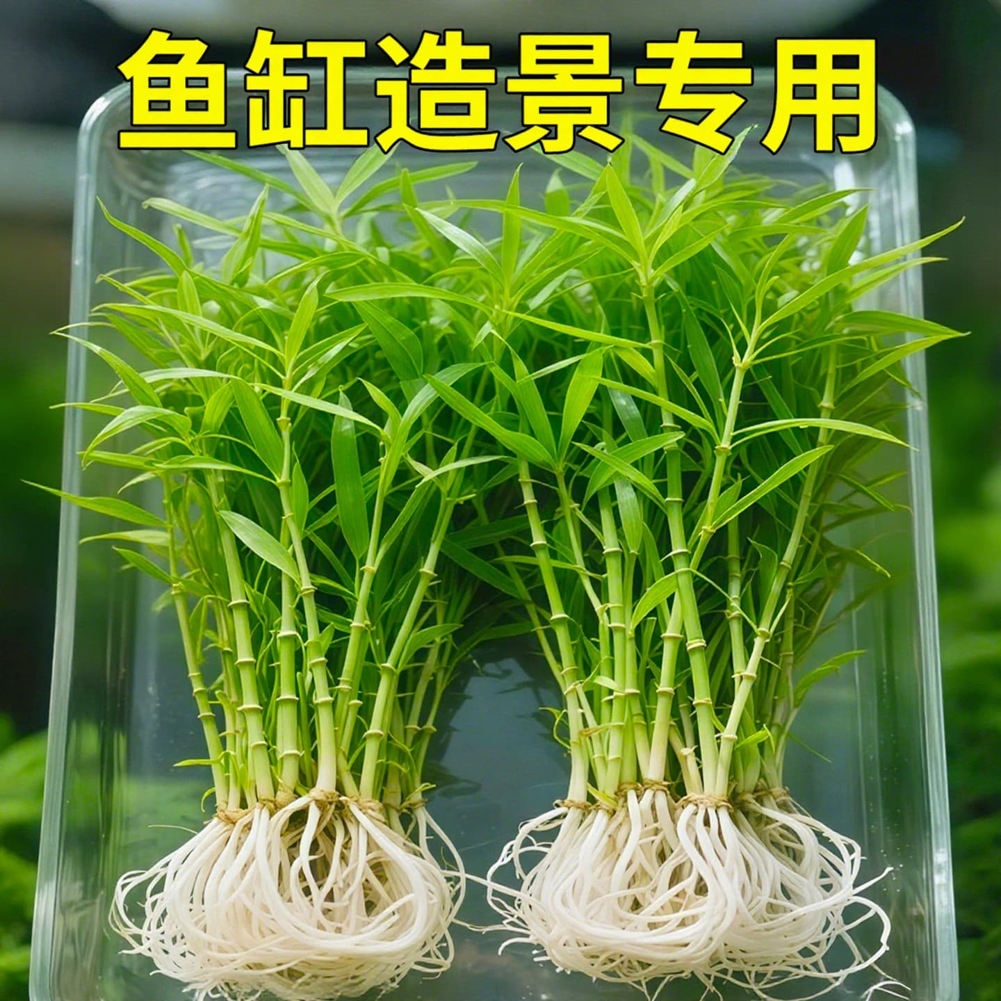 South American Green Bamboo Freshwater Aquarium Plant for Beginners, Low-Maintenance Red Background Plant, Oxygenating and Purifying for Fish Tank