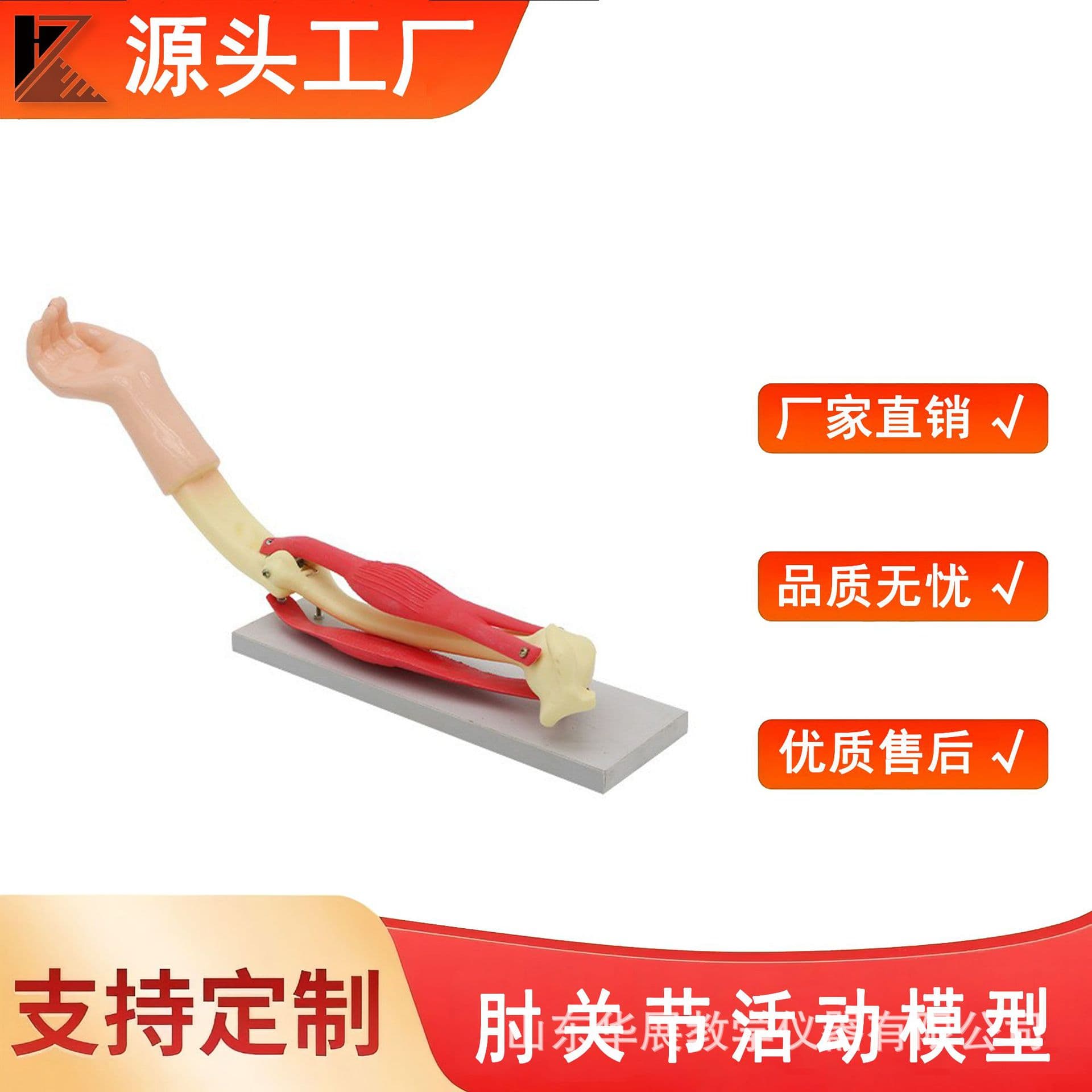 Elbow joint movable model with scapula for middle and high school biology teaching models and experiments.