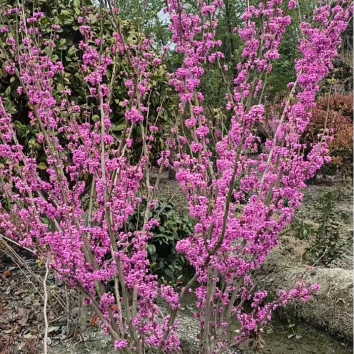 Bauhinia blakeana Seedling Clustered Bauhinia Greening Seedling Bauhinia Seedling Height 1.5-2.5m Large Quantity Discount