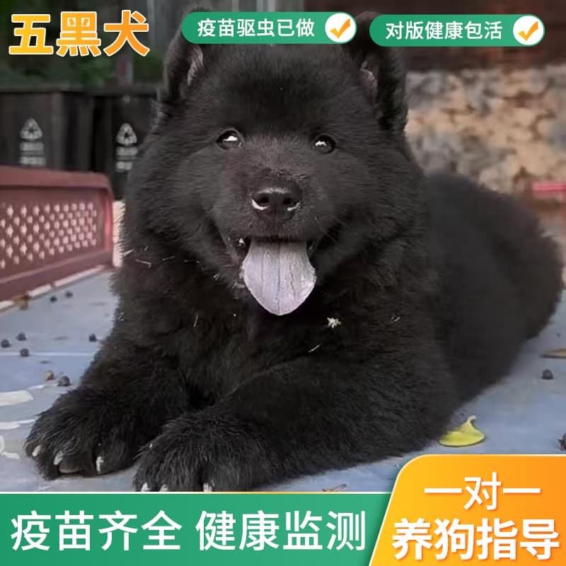 Purebred Five-Black Dog Puppy, Solid Black Dog, All-Black Dog, Guangxi Earth Hound, Chinese Rural Dog Puppy, Live Animal