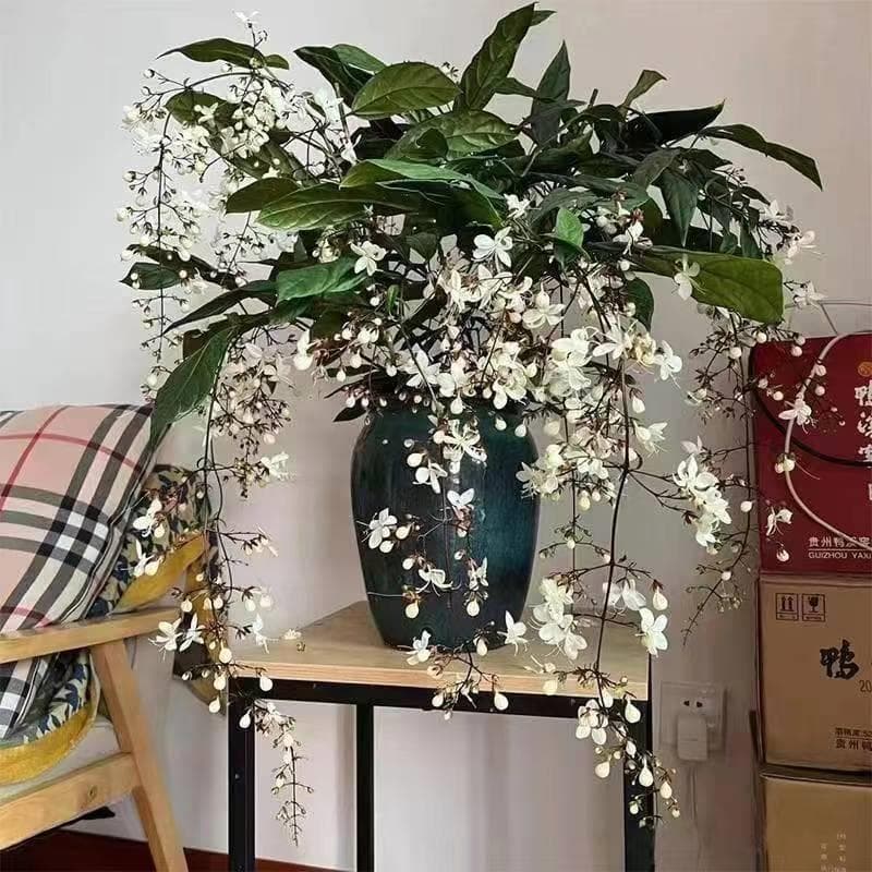 A rare variety of hanging silk jasmine seedlings with white butterflies hanging indoor courtyard green plants potted flowers for four seasons