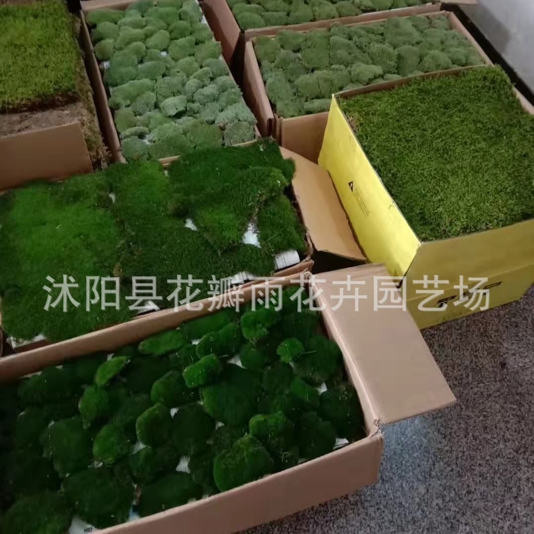 Fresh Live Moss: Grey Moss, White Moss, Small Grey Moss, Large Feather Moss, Gauze Moss for Micro Landscape