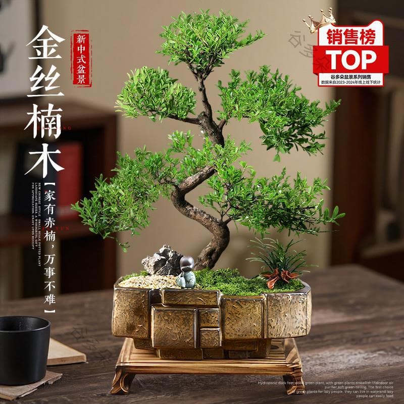 Golden Nanmu Bonsai Old Stump Shaped Potted Plant Evergreen Indoor Plant Real Tree Little Leaf Red Nanmu Easy to Care Green Plant