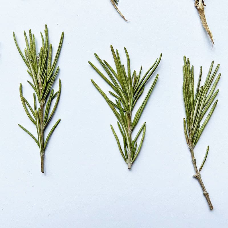 Dried Rosemary Flower Pressed Flower Natural Plant Specimen DIY Scented Candle Floating Flower Frame Art Pressed Dried Flowers
