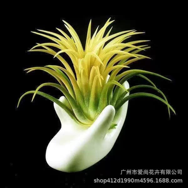 Yellow Elf Air Plant Wholesale, Base Shipping - Soilless Low-Maintenance Plants, Office Desktop Decor Flowers