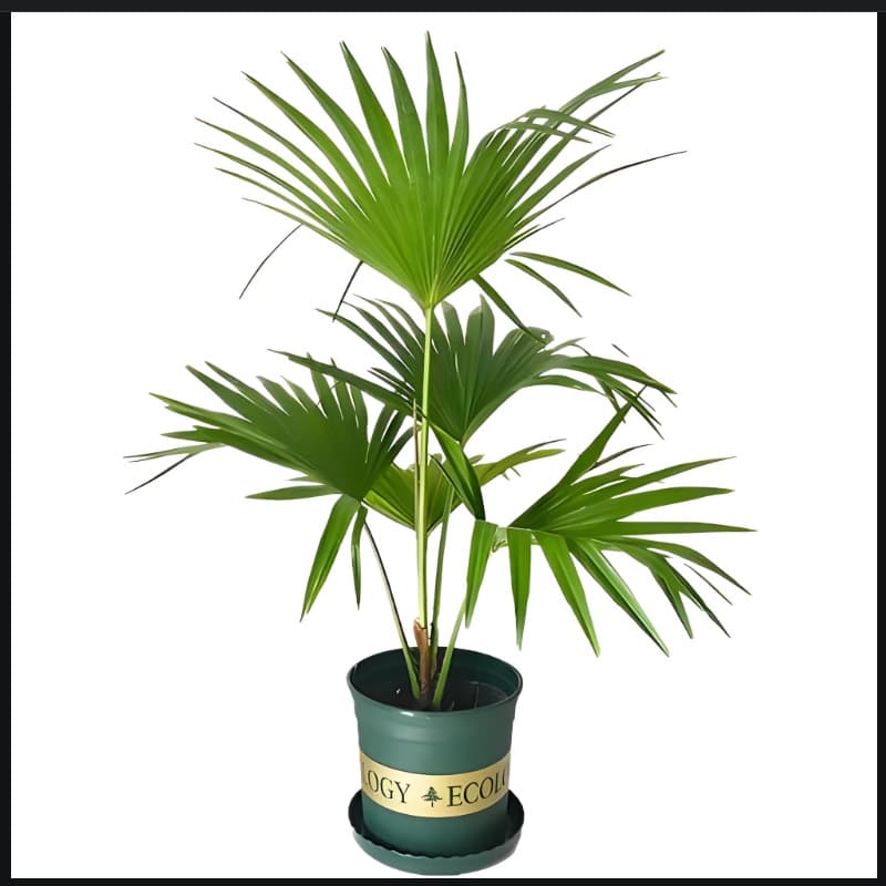Garden Palm Tree Seedling, Potted or Ground-Grown Fan Palm Seedling, Evergreen Landscape Greenery for All Seasons