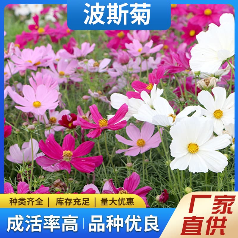 Cosmos and Galsang flower seeds for garden sowing in all seasons, outdoor wildflower mix grass seeds