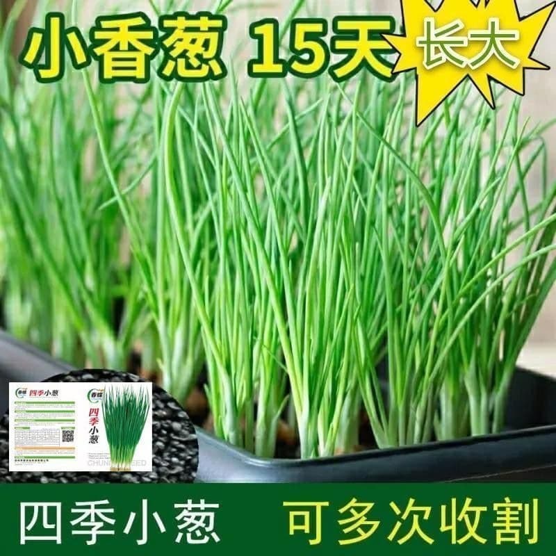 Spring Onion Seeds, Vegetable Seeds, Scallion, Chive Seeds, Four Seasons Sowing, Green Vegetable Seeds, Plant Now for Spring and Summer