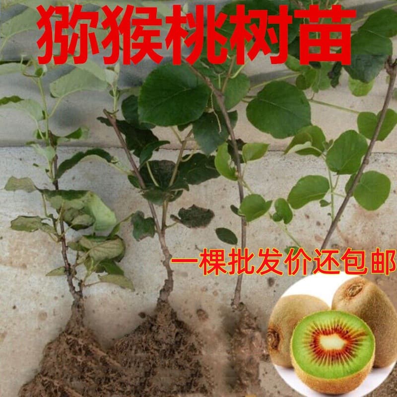 Red Heart Kiwi Seedling - Suitable for Planting in North and South, Self-Pollinating Grafted Seedling, Fruits in the Same Year, Soft Date Kiwi Seedling