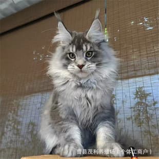 Purebred Maine Coon Kittens Live Smoke Gray Maine Coon Cats New Face Ragdoll Kittens Live Cats