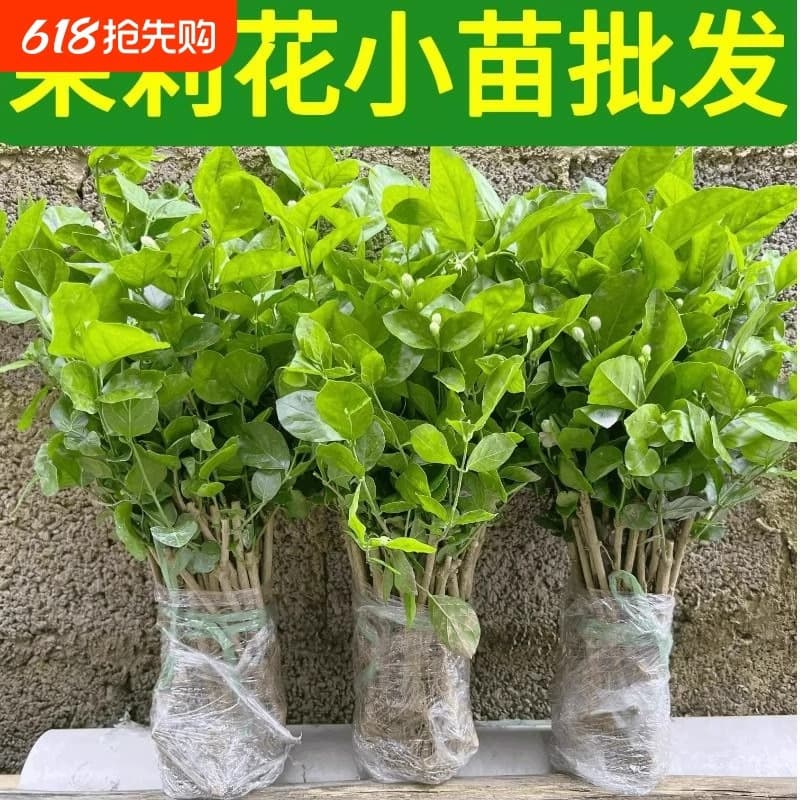 Jasmine Seedlings Wholesale Fragrant Seedlings Potted Ground Seedlings Hengxian Double Jasmine Potted Balcony Green Plants