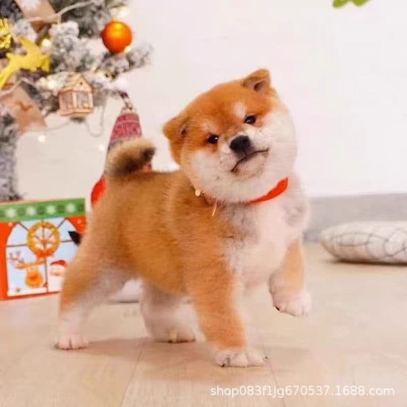 Shiba Inu Puppy Live Pet Dog Red Shiba Bean Shiba Young Puppy Live Small Breed Toy Dog Companion Dog