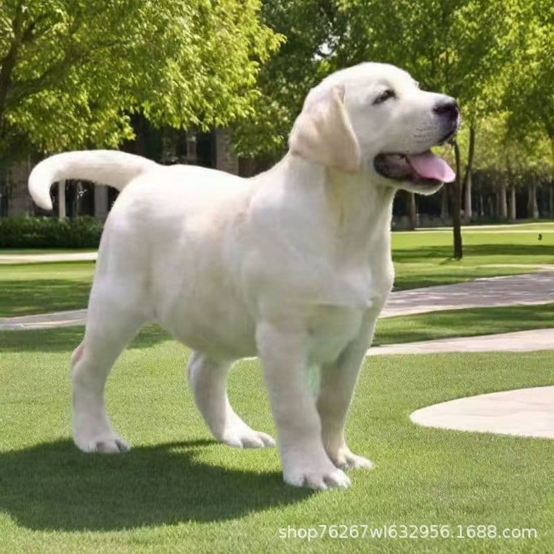 Labrador Live Large Breed Dog Purebred Dog Guide Dog Working Dog Pet Dog Collie Puppy Large Dog