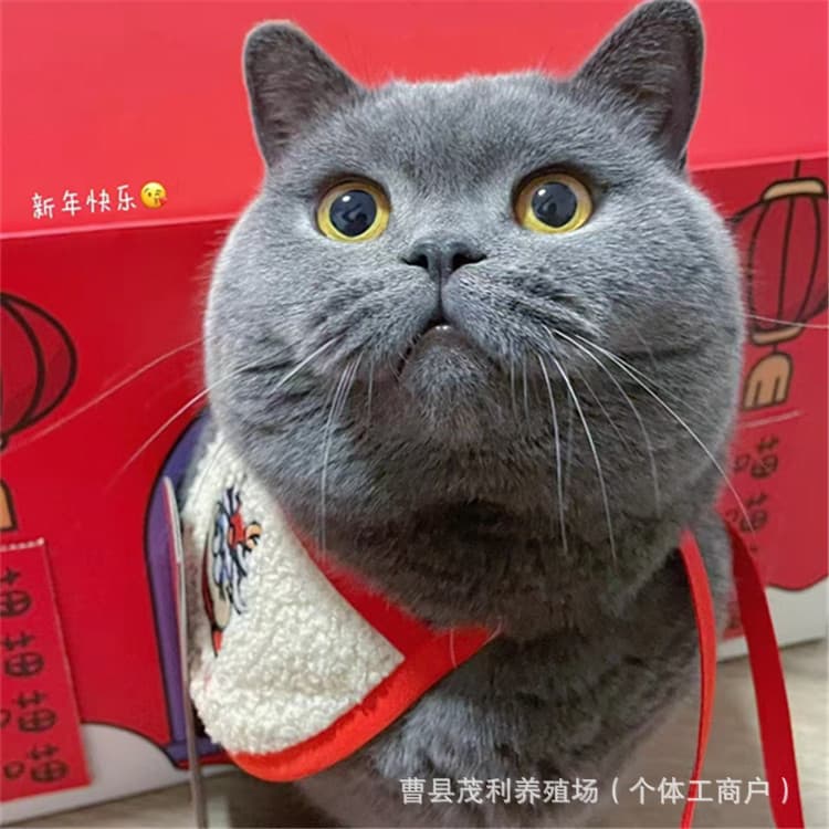 Purebred British Shorthair Pet Cat, Blue Cat, Short-Legged Cat, Blue Cat Napoleon Round Face