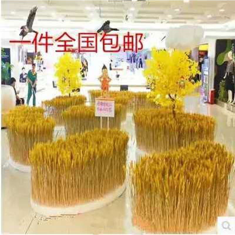 Dried wheat and rice ears, natural wheat ears, real wheat and barley ears, window farmhouse decoration and shooting props