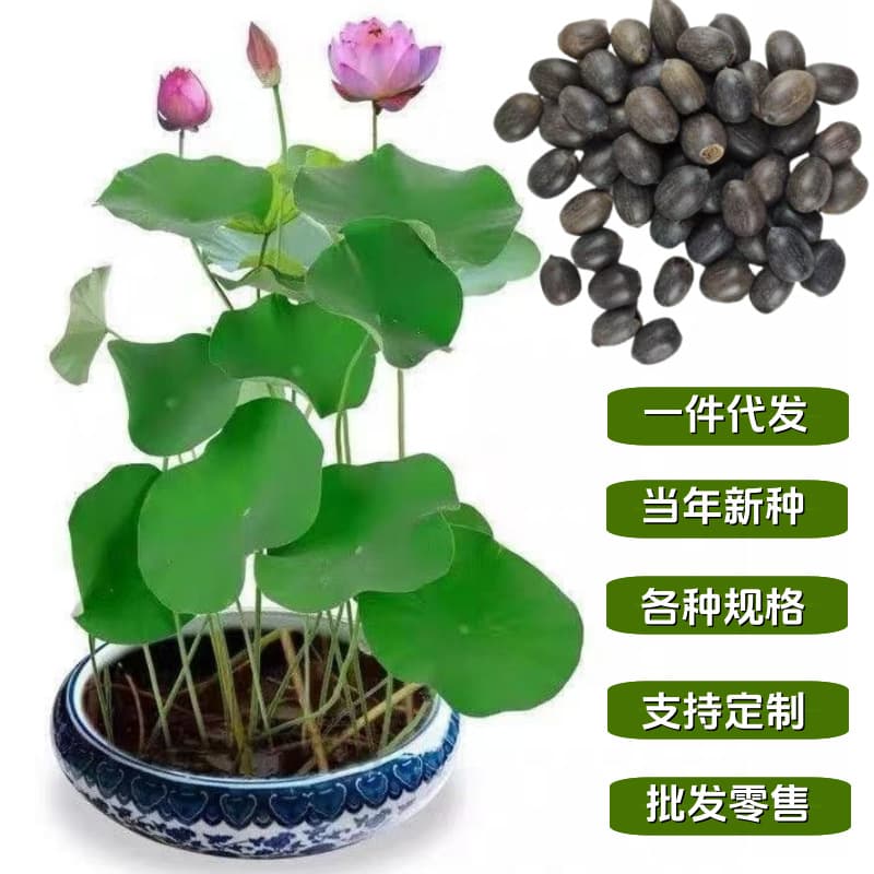 Lotus Seeds, Pre-Cut Lotus Seeds, Lotus Flower Seeds, Four-Season Sowing, Hydroponic Mini Lotus Seeds, Water Lily Seeds