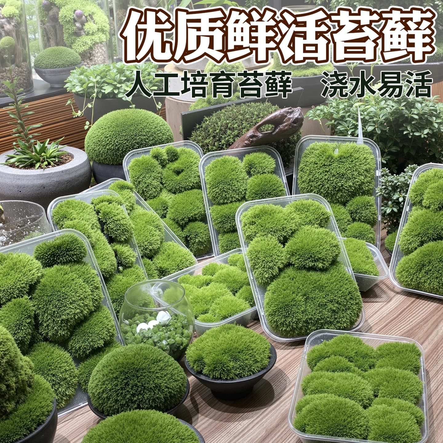 Moss moss plant white moss ecological bottle micro-orchid potted rockery turf short-velvet green plant micro-landscape