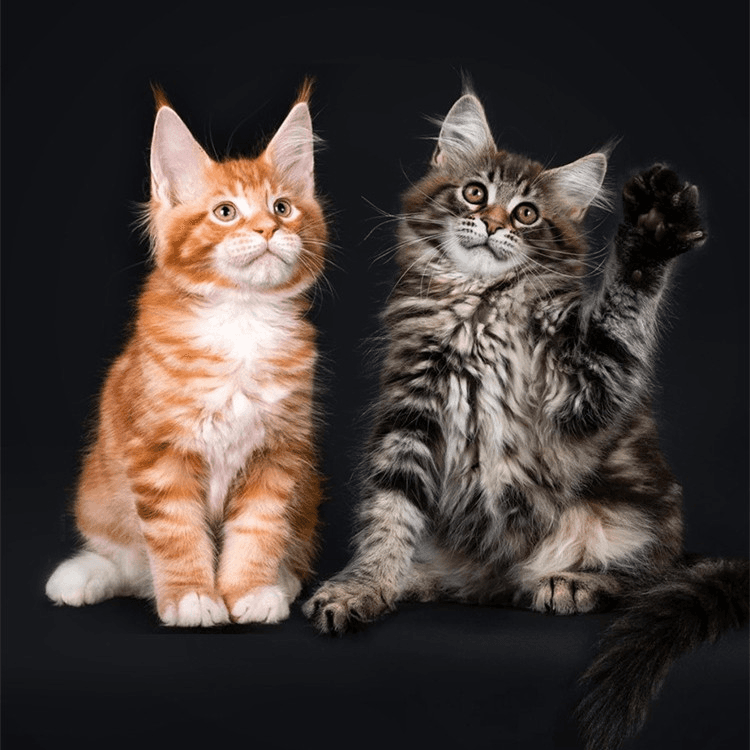 Maine Coon purebred kitten live Russian long-haired cat live silver tiger Maine Coon cat soot brown tiger red tiger