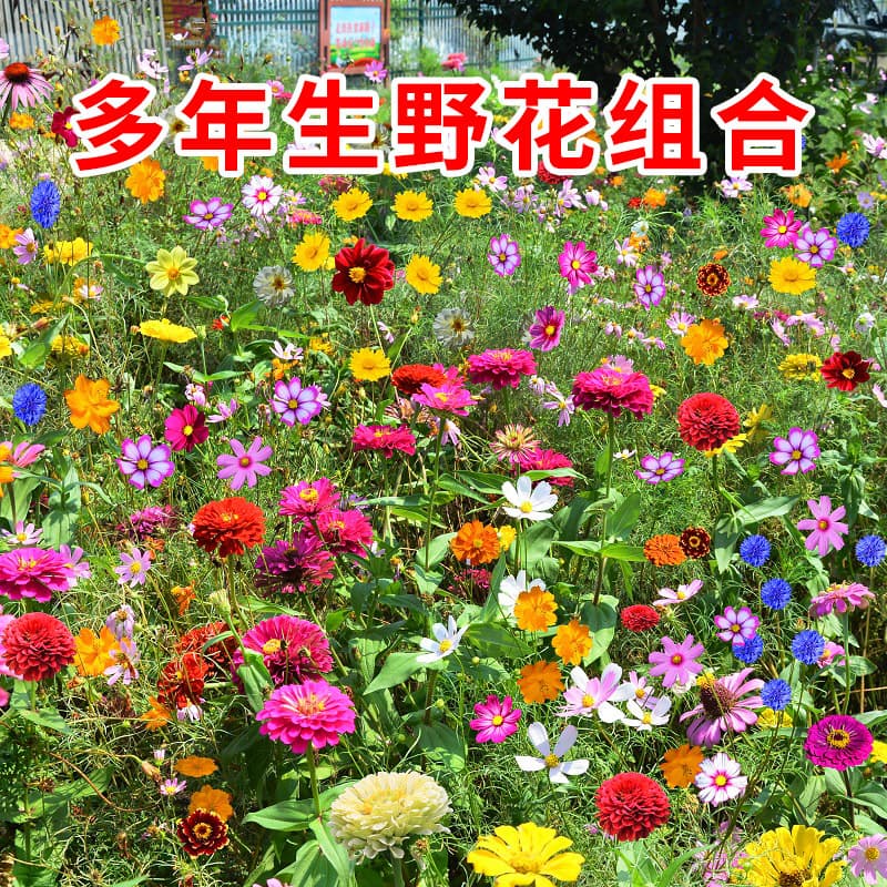 Landscape Flower Wildflower Mix Perennial Grass Seed Flower Seed Mix Dwarf Cosmos Ornamental Flower Seeds